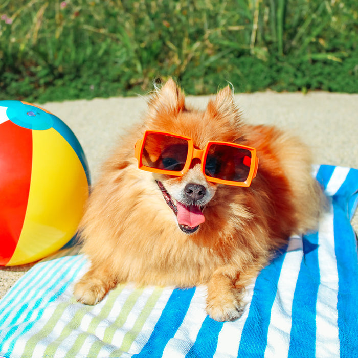 Dogs on Vacation 2027 Square Wall Calendar