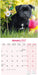 Staffordshire Bull Terrier 2027 Square Wall Calendar