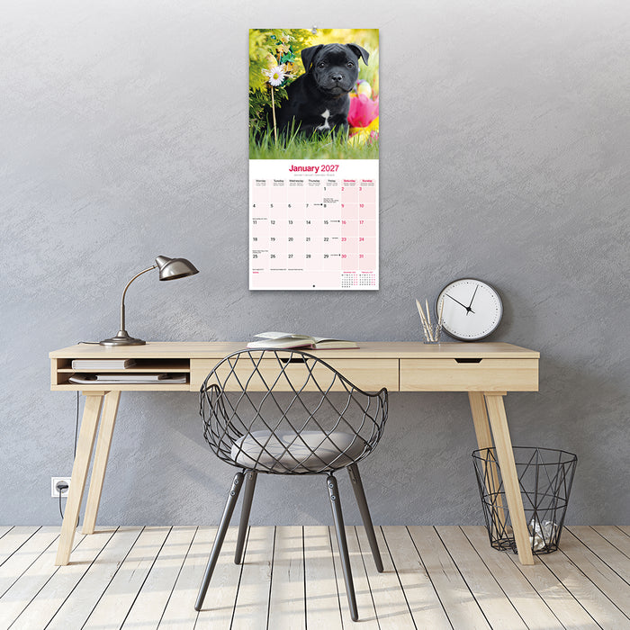 Staffordshire Bull Terrier 2027 Square Wall Calendar