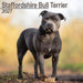 Staffordshire Bull Terrier 2027 Square Wall Calendar