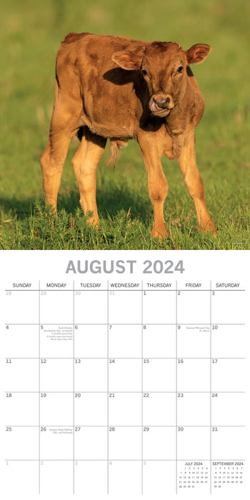 2024 Cows Wall Calendar (Online Exclusive)