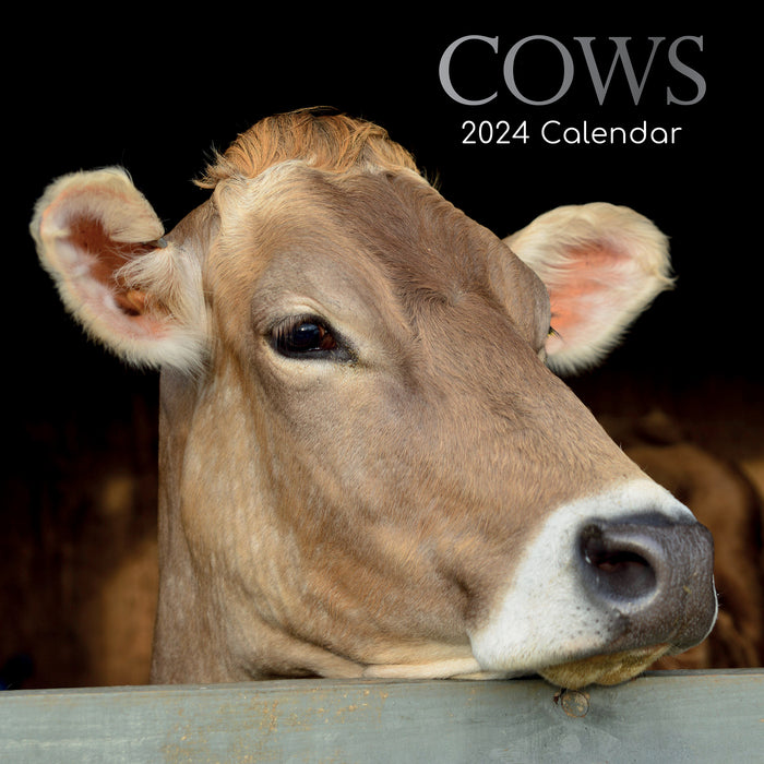 2024 Cows Wall Calendar (Online Exclusive)