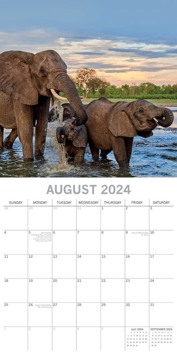2024 Elephants Wall Calendar