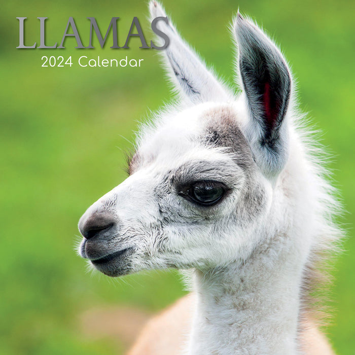 2024 Llamas Wall Calendar