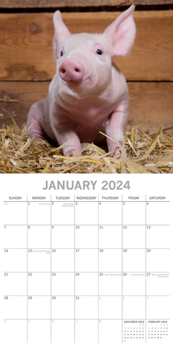 2024 Piggies Wall Calendar (Online Exclusive)