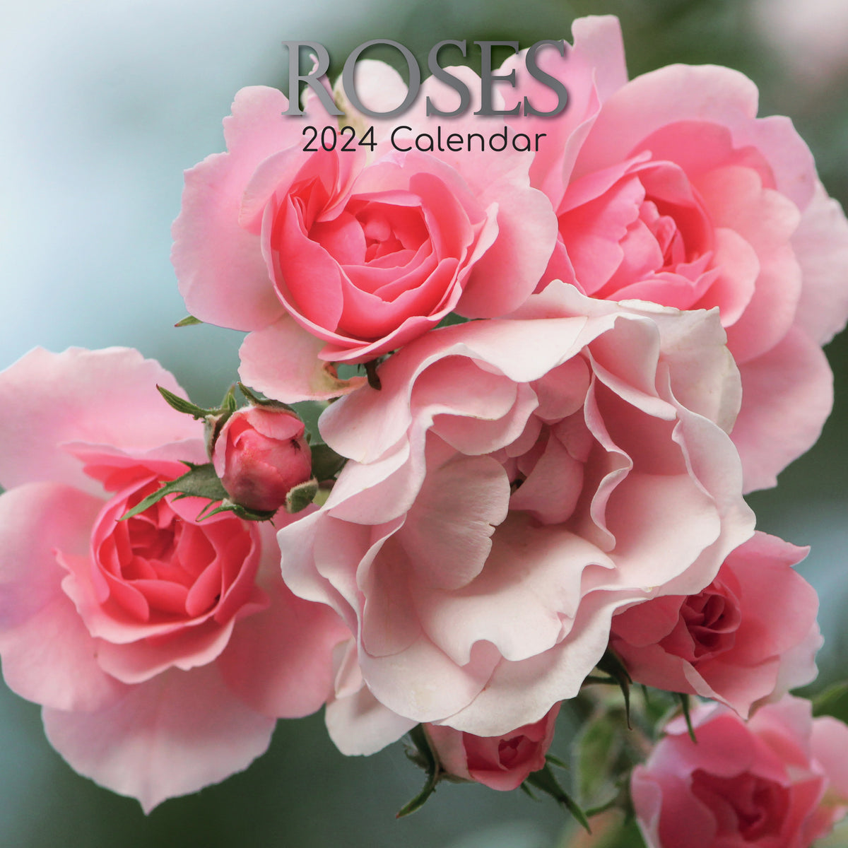 2024 Roses Wall Calendar Online Exclusive Calendar Club   9781804108192 1200x1200 