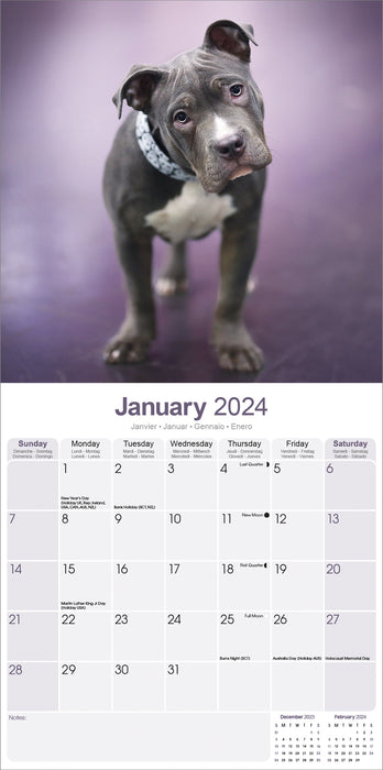2024 American Pit Bull Terrier Wall Calendar (Online Exclusive)