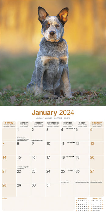 2024 Australian Cattle Dog Wall Calendar