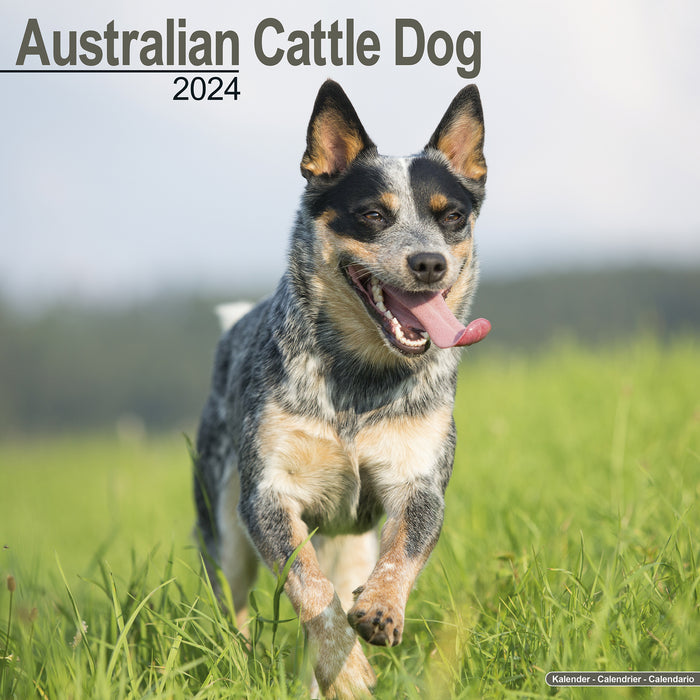 2024 Australian Cattle Dog Wall Calendar