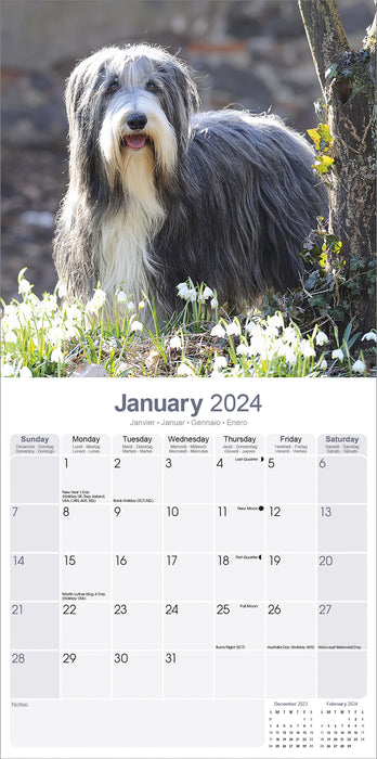 2024 Bearded Collie Wall Calendar (Online Exclusive)