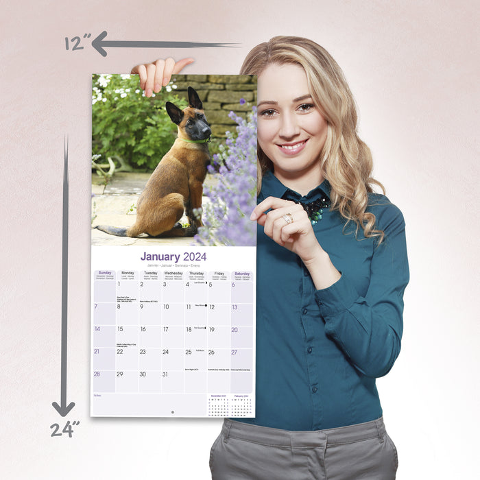 2024 Belgian Shepherd Dog Wall Calendar (Online Exclusive)