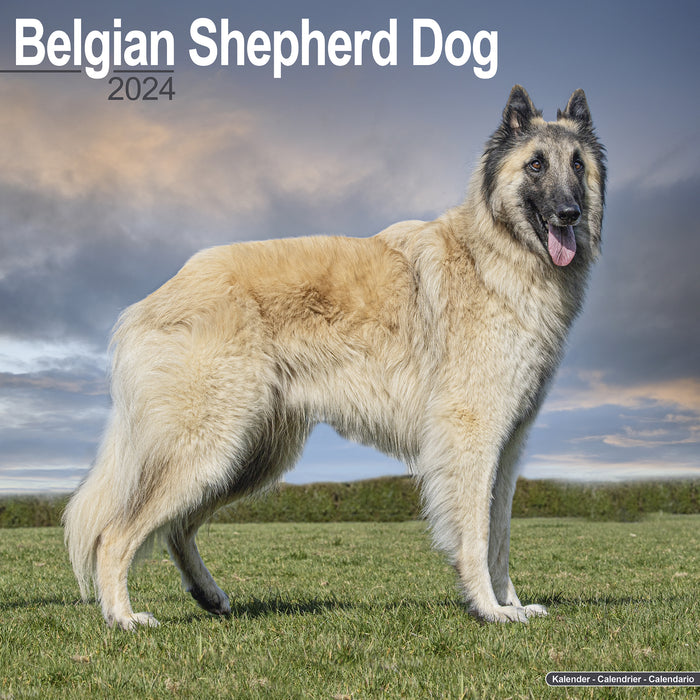 2024 Belgian Shepherd Dog Wall Calendar (Online Exclusive)