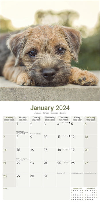 2024 Border Terrier Wall Calendar (Online Exclusive)