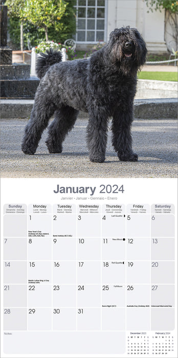 2024 Bouvier des Flandres Euro Wall Calendar (Online Exclusive)