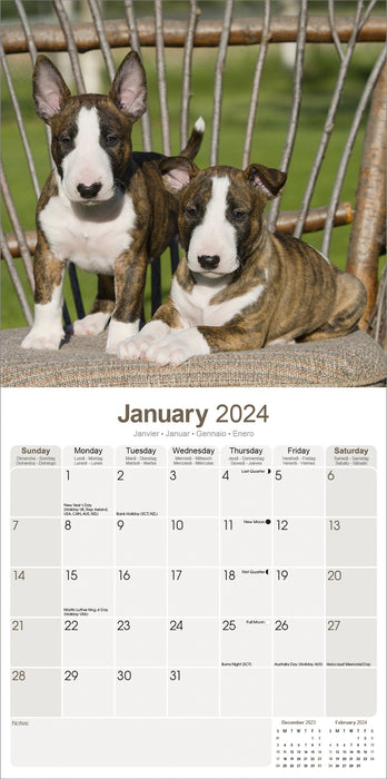 2024 Bull Terrier Wall Calendar