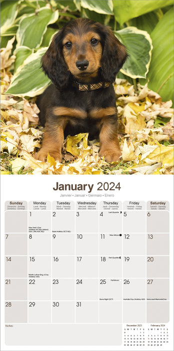 2024 Longhaired Dachshund Wall Calendar (Online Exclusive)