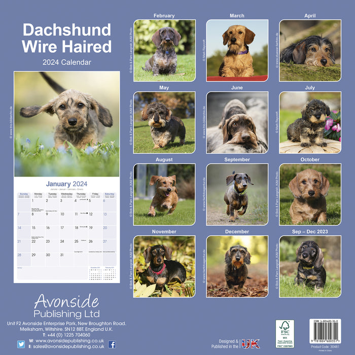 2024 Wirehaired Dachshund Wall Calendar (Online Exclusive)