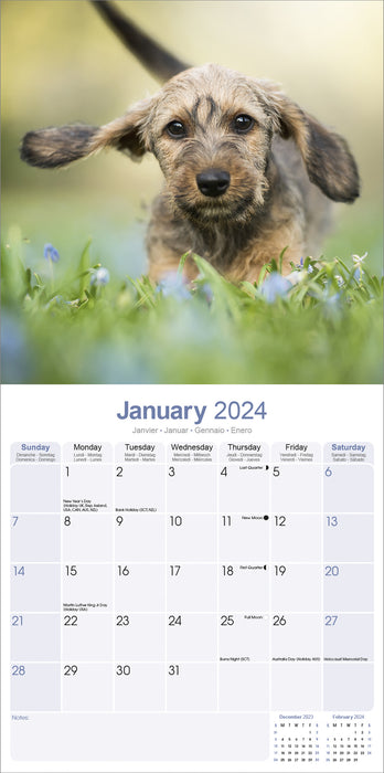 2024 Wirehaired Dachshund Wall Calendar (Online Exclusive)