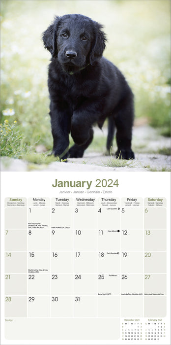 2024 Flatcoated Retriever Wall Calendar (Online Exclusive)