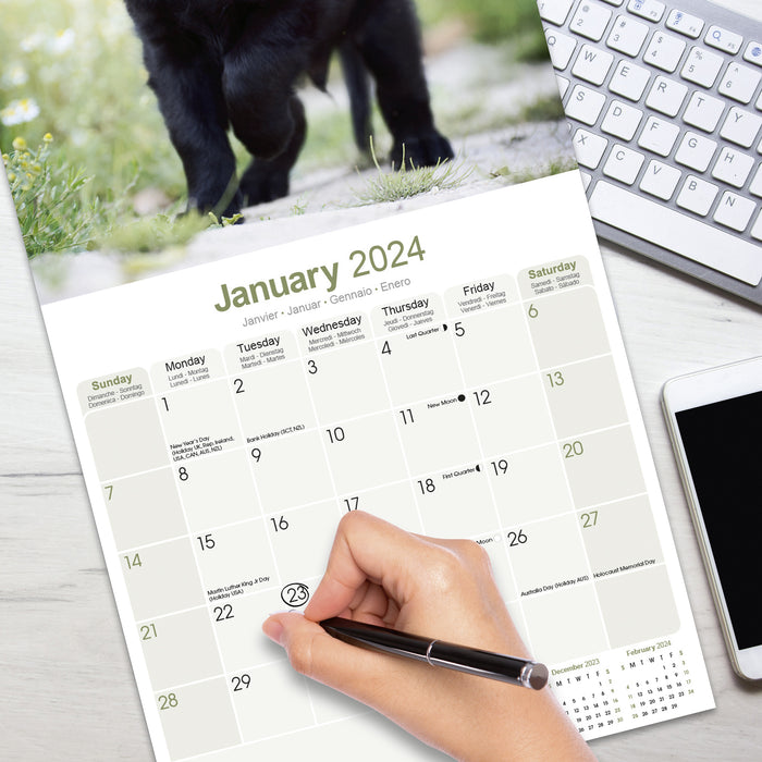 2024 Flatcoated Retriever Wall Calendar (Online Exclusive)