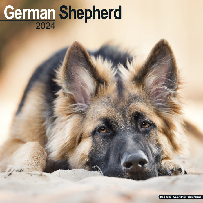 2024 German Shepherd Wall Calendar