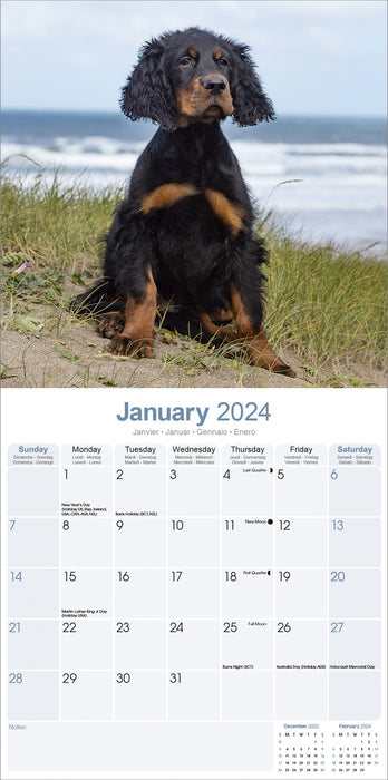 2024 Gordon Setter Wall Calendar (Online Exclusive)