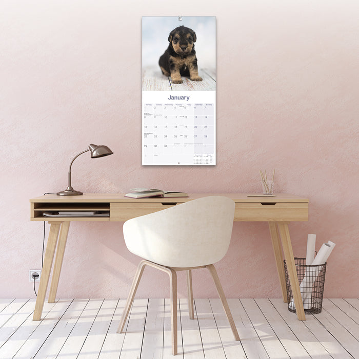 2024 Lakeland Terrier Wall Calendar (Online Exclusive)