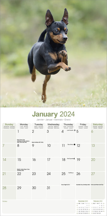 2024 Miniature Pinscher Wall Calendar (Online Exclusive)