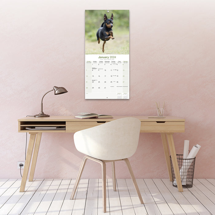2024 Miniature Pinscher Wall Calendar (Online Exclusive)