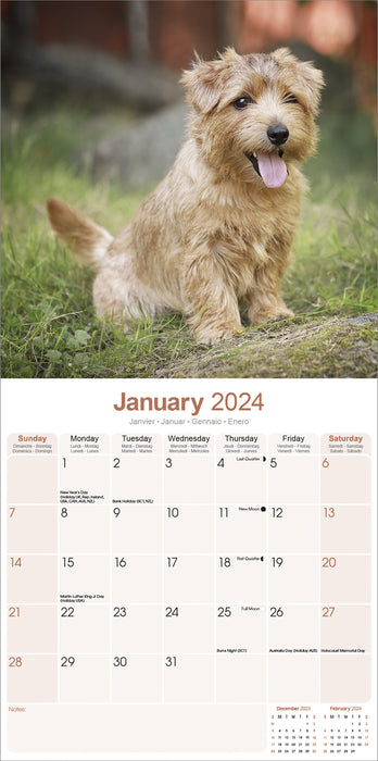 2024 Norwich Norfolk Terrier Wall Calendar (Online Exclusive)