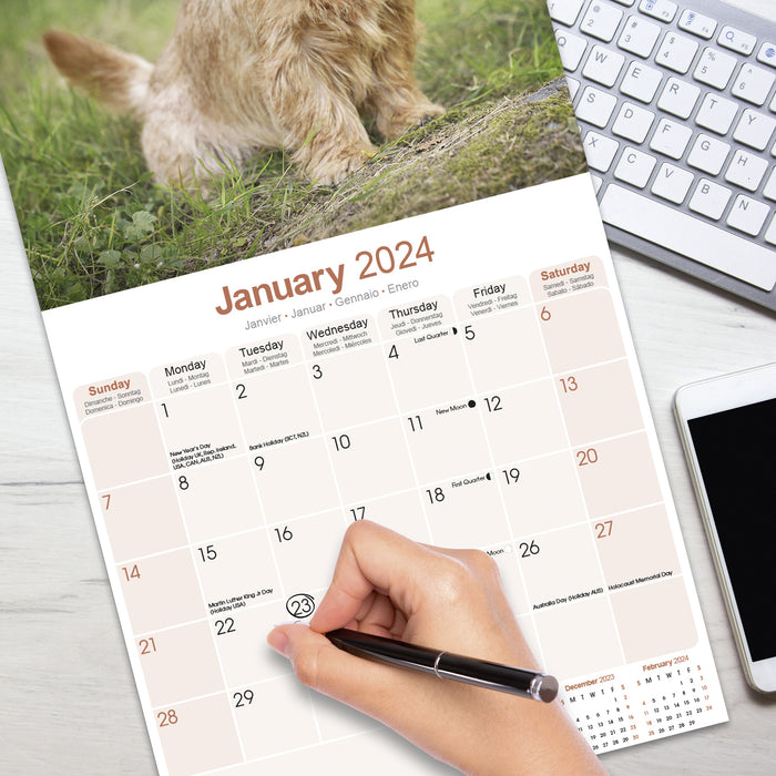 2024 Norwich Norfolk Terrier Wall Calendar (Online Exclusive)