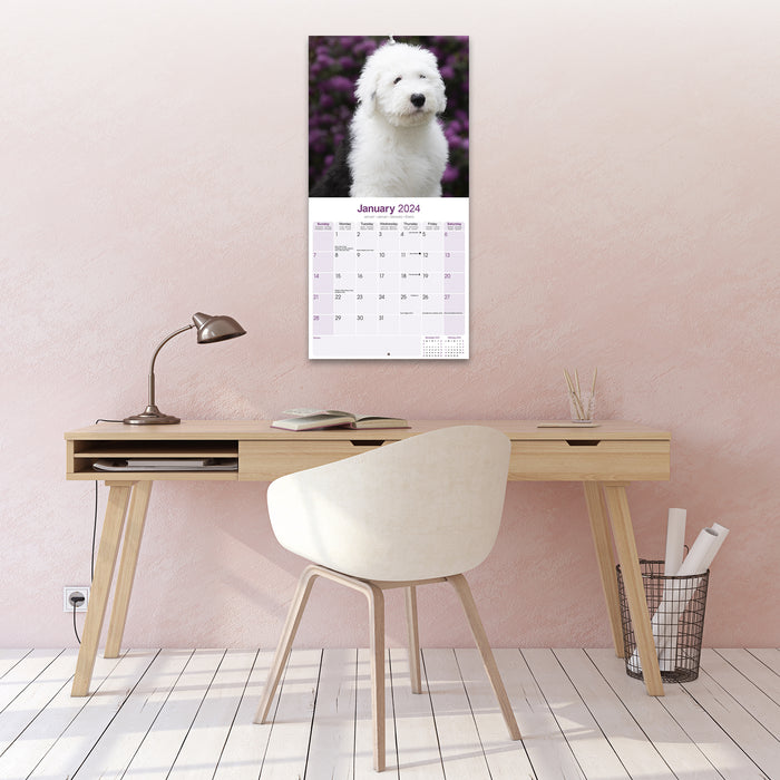 2024 Old English Sheepdog Wall Calendar (Online Exclusive)