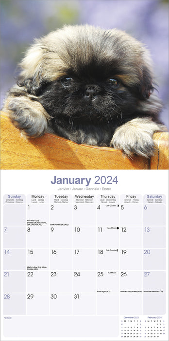 2024 Pekingese Wall Calendar