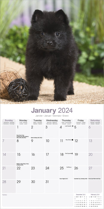 2024 Schipperke Wall Calendar (Online Exclusive)