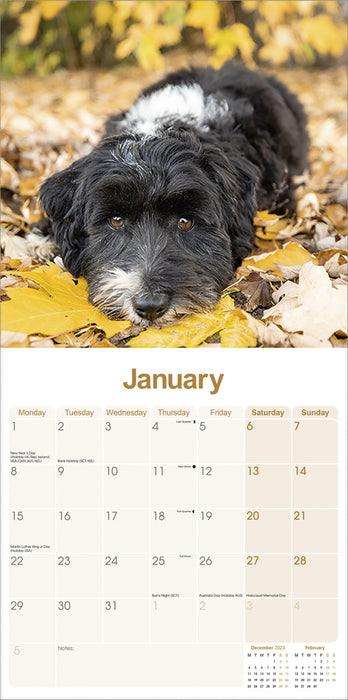 2024 Tibetan Terrier Wall Calendar (Online Exclusive)