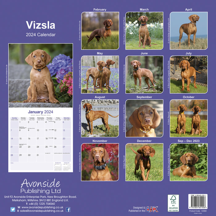 2024 Vizsla Wall Calendar (Online Exclusive)