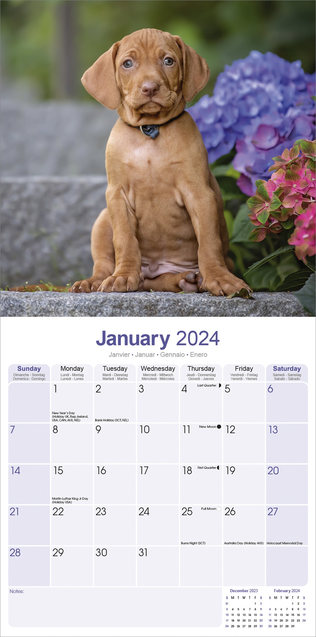 2024 Vizsla Wall Calendar Exclusive) — Calendar Club