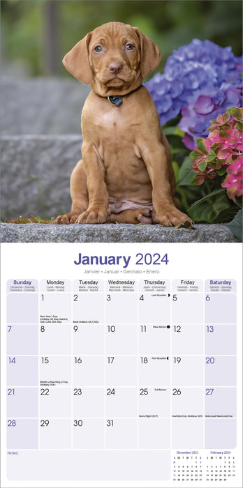 2024 Vizsla Wall Calendar (Online Exclusive)