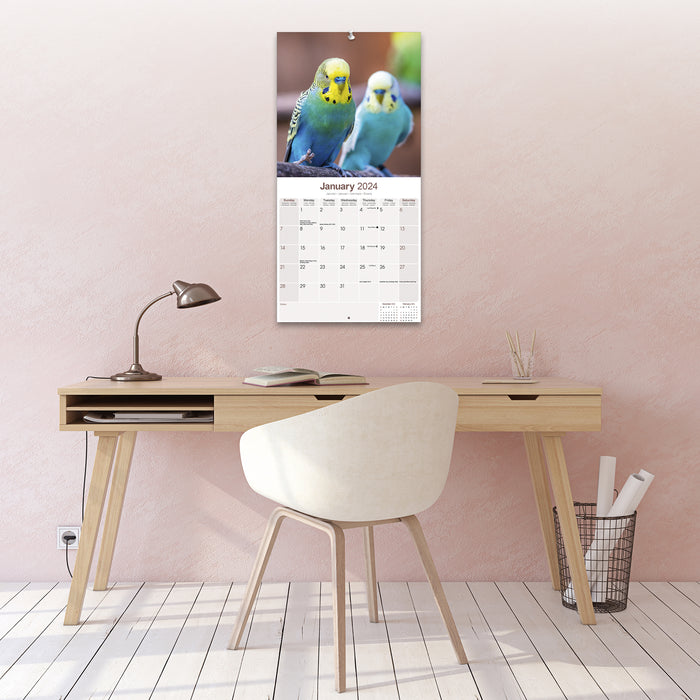 2024 Budgerigar Wall Calendar (Online Exclusive)