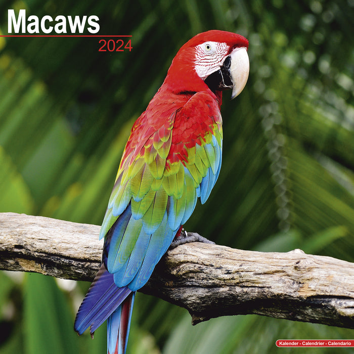 2024 Macaws Wall Calendar (Online Exclusive)