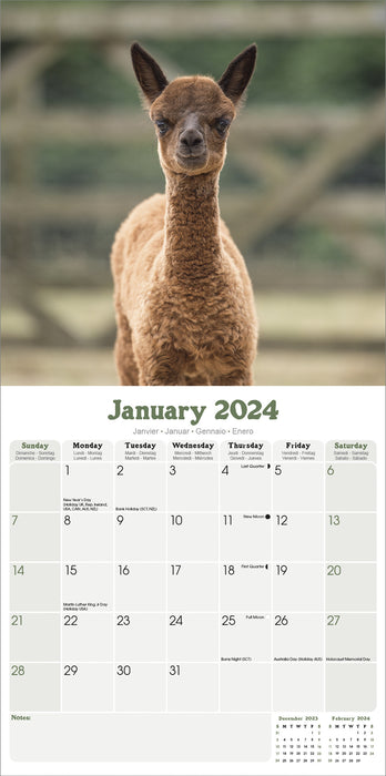 2024 Alpacas Wall Calendar (Online Exclusive)