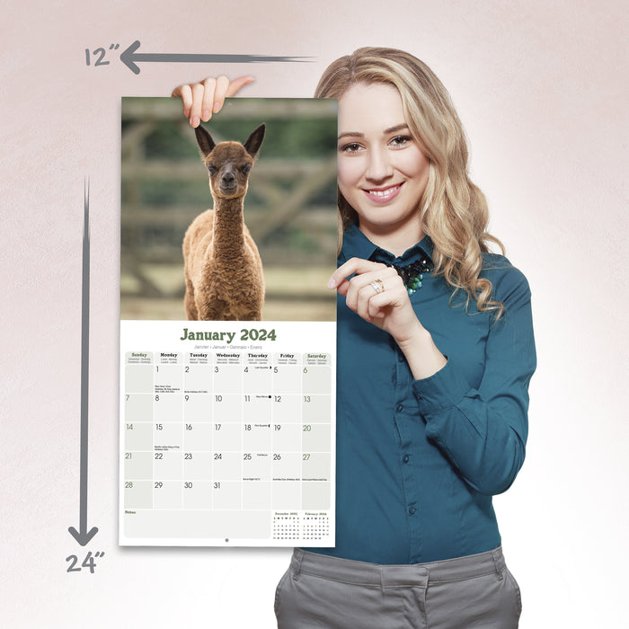 2024 Alpacas Wall Calendar (Online Exclusive)