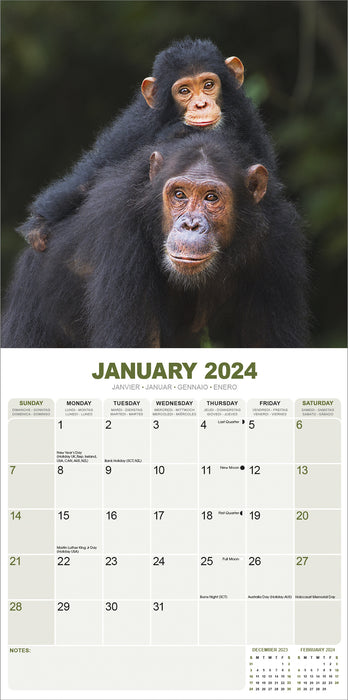2024 Apes Wall Calendar