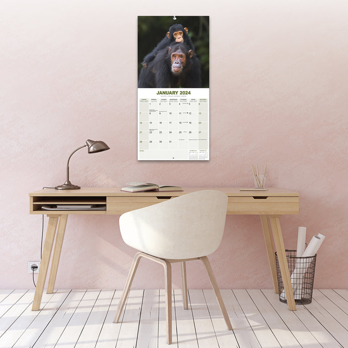 2024 Apes Wall Calendar