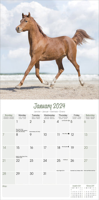 2024 Arabian Horses Wall Calendar (Online Exclusive)