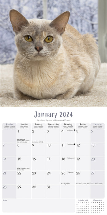 2024 Burnese Cats Wall Calendar