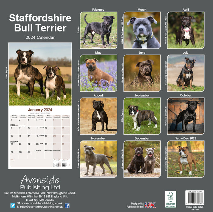 2024 Staffordshire Bull Terrier Wall Calendar