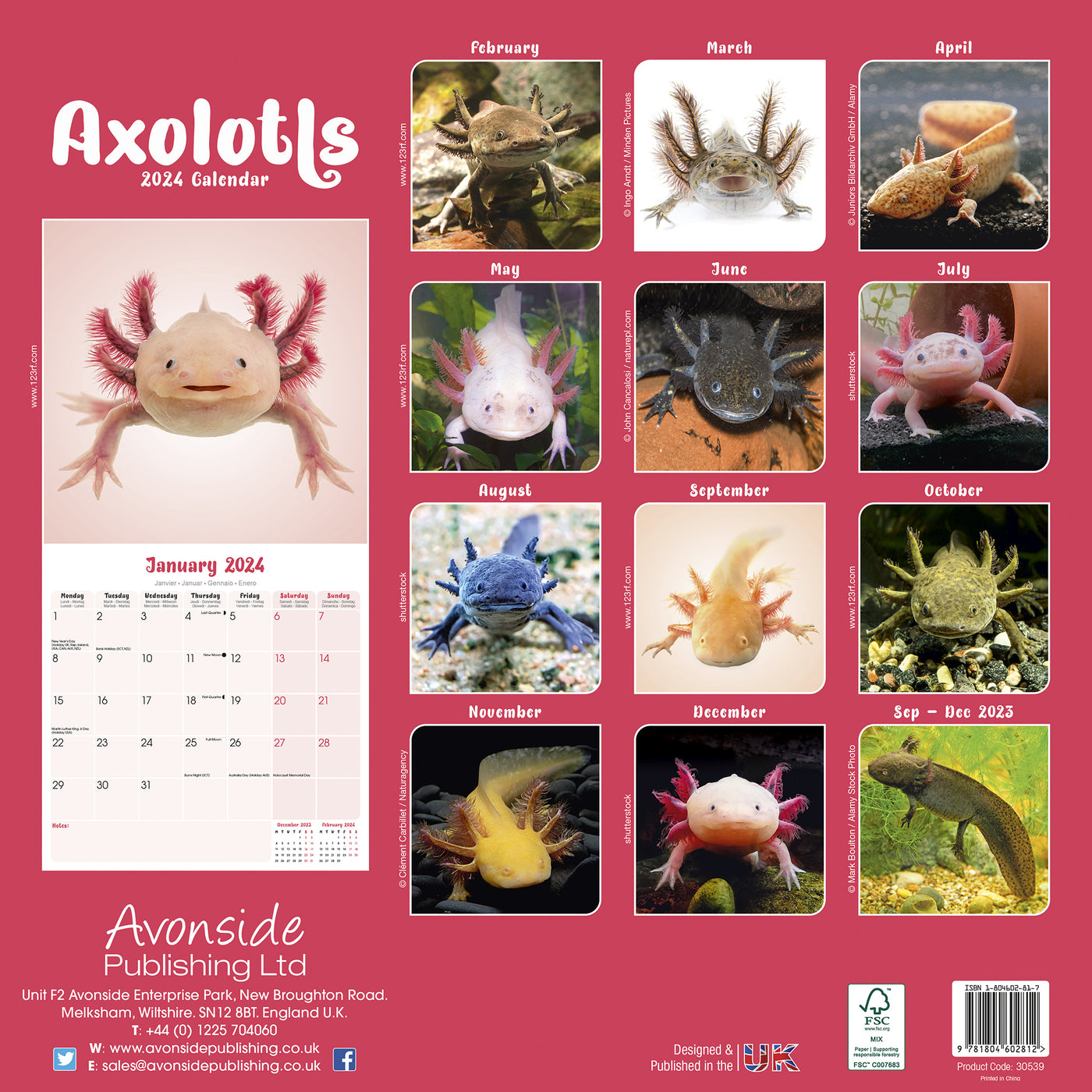 2024 Axolotls Wall Calendar Exclusive) — Calendar Club