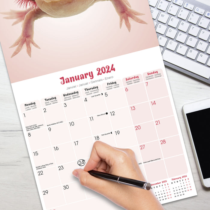2024 Axolotls Wall Calendar (Online Exclusive)