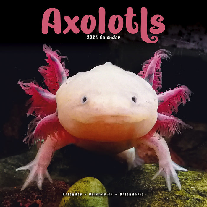 2024 Axolotls Wall Calendar (Online Exclusive)